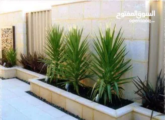  13 بعد إذن الإدارة  متوفر لدينا شجر زنزلخت الشماسي إيطالي أنثى ارتفاع من 180 سم إلى 250 سم سعر الشجره 6