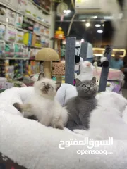  6 قطط سكوتش فولد وستريت اناث وذكور 60 يوم