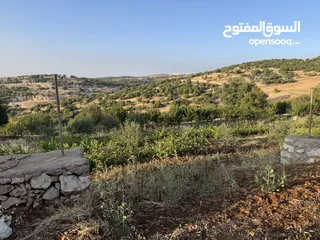  21 مزرعه للبيع / عجلون / رأس منيف