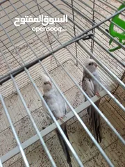  8 طيور كوكتيل لاتينو وازبيل تحتهم فراخ وجوز كوكتيل حبشي جاهزات عمرهم سنه ونصف بدون قفص