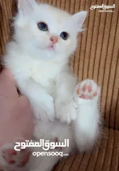  8 قــطــط لــلــبــيــع