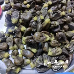  1 يوجد مقدوس طازج للبيع