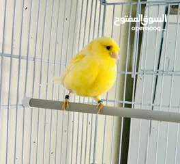  1 طيره جلوستر جاهزه