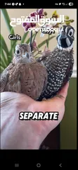  1 مطلوب جاج نوع Montezuma Quail
