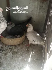  4 جوازين قراقطه +ذباني قراقطه حبات حلوة  شغالات بسعر حرررق
