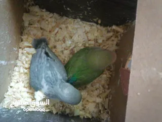  8 فراخ روز لزق اليدوي بسعر 10 دنانير
