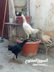  4 طقم بندوق باكستاني