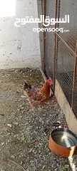 1 المشروع بيع الدجاج العماني والخارجي المتواجد في مزرعتنا