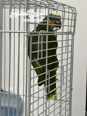  2 Amazon parrot ببغاء الأمازون