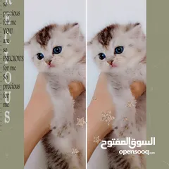  1 بسم الله ماشاءالله تبارك الرحمن   كتنز سكوتش ستريت للبيع