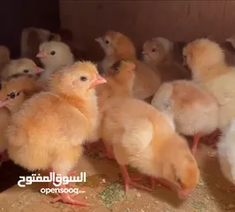  1 صيصان عماني فرنسي تهجين / و فرنسي لاحمر / وصيصان عماني Omani-French hybrid chicks available