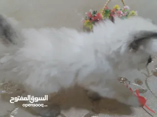  1 قط هملايا صغير