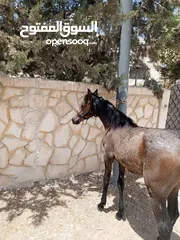  5 مهره عربيه بدون ورق