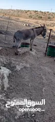  5 حمارات للبيع