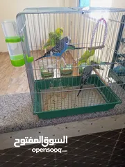  4 طيور حب زواج للبيع اشي مرتب اقرأ الوصف