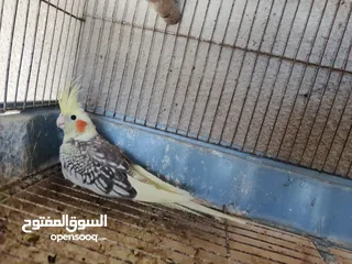  3 جوز كوكتيل مع فراخ وبيض / موقع عجلون عنجره / تفاصيل بالوصف