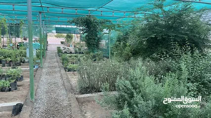  8 مشتل للايجار - Plant nursery for rent