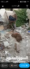  3 ارنب ذكر ماشاء الله الحجم البيع مستعجل