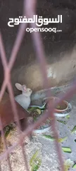  3 أرانب فرنسي ذكر وانثى والانثى حامل