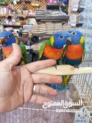  16 يتوفر لدينا مجموعه انواع طيور اليفه  دره اليف  لوري اليف  كوكتيل اليف  روز اليف  حب اليف