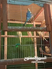  6 5جواز مع فراخ وبيض + 12مخاليف حب جوز كنار
