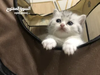  12 Cute small kitten from British Scottish mother and Persian father  قطط صغيرة جدا كبوت للعيد