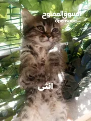  17 همالايا مكس شانشيلا
