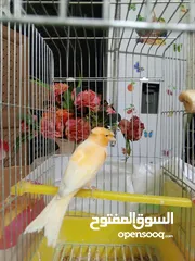  10 كنار للبيع شغالات تحتهم بيض وفي فراح الله يبارك لاصاحب نصيب سعر حرق تواصل