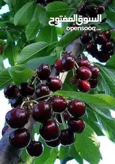  20 مشاتل السهل الاخضر الزراعيه تنسيق حدائق ومزارع