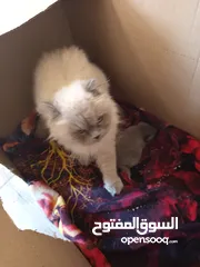  5 قطه سكوت برطاني