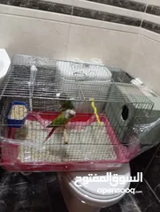  13 جوز كنيور جرين شيك هاي رد شغال للبيع  لا تتصل ألا اذا كنت بدك تشتري