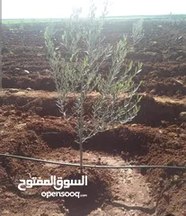  2 أرض حلوة ومرتبة.ع مستوى الشارع