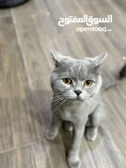  1 قط نوعه سكوتيش ستريت للبيع معقم القط بيحب يلعب عمرو سنتين