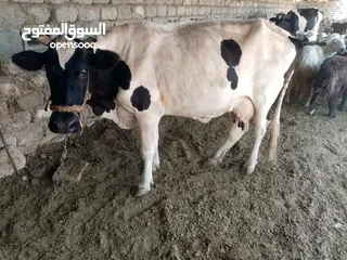  2 هايشه لبيع