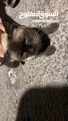  4 قطه سكوتش