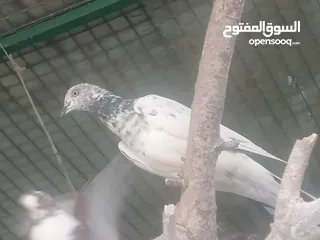  4 حمام منوع عادي وتاجي باكستاني احجام طيبه