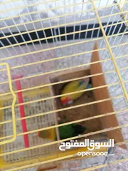  2 حبه روز وحبه فيشر للبيع بسعر مناسب