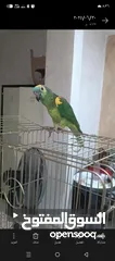  1 ببغاء أمازون بلوفرنتد جاكو