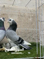  2 كوبيه هزازه ربي يبارك  مصقره