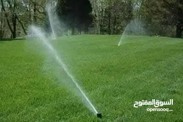  7 نجيل ديكوندرا ونجيل طبيعي