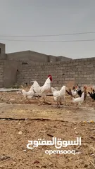  2 دجاج عربي للبيع