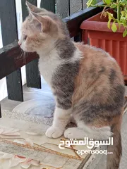  1 قط منزلي رائع