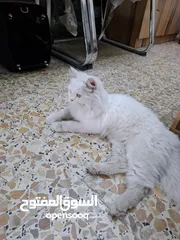  1 نثيه شيرازيه للبيع او مراوس