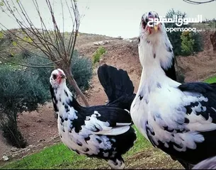  5 فراخ دجاج نوادر