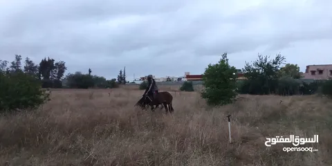  2 حصان 5 سنه