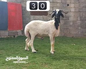  30 خرفان عيد درجه اولي وفيهم مواصفات فحوله