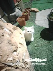  3 قطط شيرازي ذكر وانثي