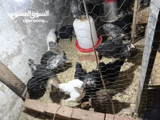  1 فلوس عربي و فيومي