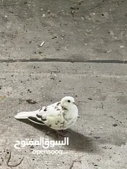  1 زوجين كريميات للبيع