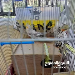  4 زوج طيور ببغاء كوكتيل
